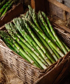 Mary Washington Asparagus Seeds - 50 Heirloom Perennial Vegetable Seeds - Image 1
