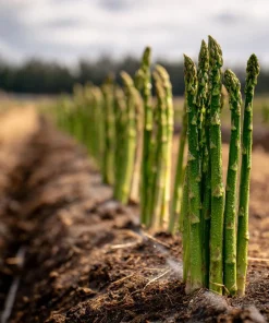Mary Washington Asparagus Seeds - 50 Heirloom Perennial Vegetable Seeds - Image 4
