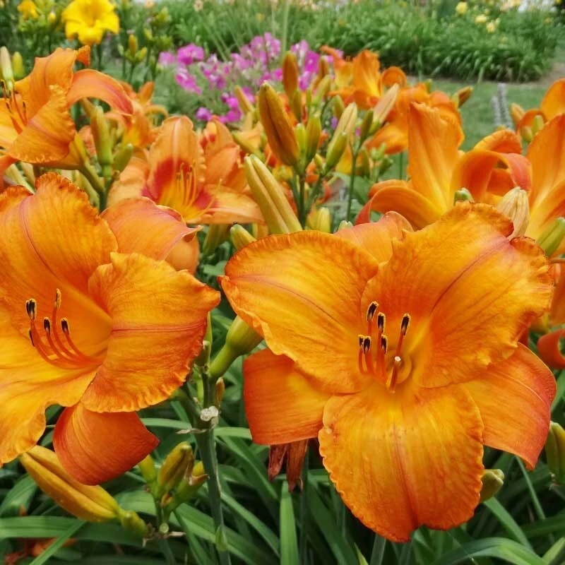 Mauna Loa Daylily Bare Root Plant - Orange Reblooming Perennial Outdoor - Image 2