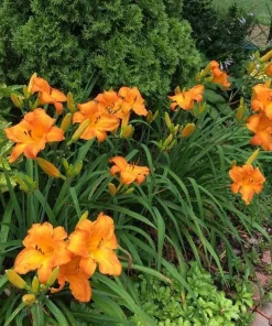 Mauna Loa Daylily Bare Root Plant - Orange Reblooming Perennial Outdoor - Image 3