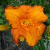 Mauna Loa Daylily Bare Root Plant - Orange Reblooming Perennial Outdoor - Image 1