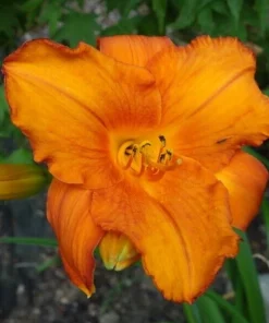 Mauna Loa Daylily Bare Root Plant - Orange Reblooming Perennial Outdoor - Image 1