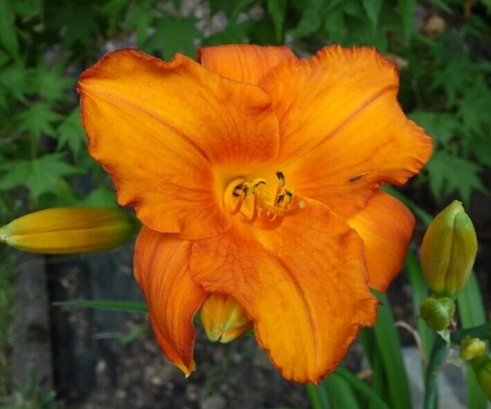 Mauna Loa Daylily Bare Root Plant - Orange Reblooming Perennial Outdoor - Image 1
