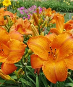Mauna Loa Daylily Bulb - 1 Perennial Orange Flowering Bare Root Plant Outdoor - Image 2