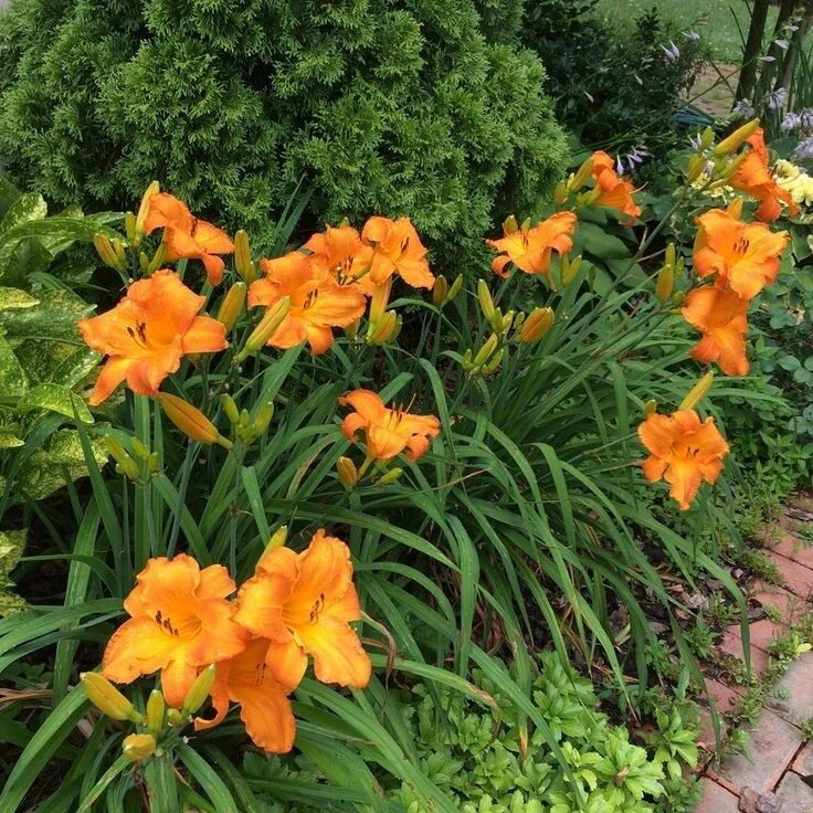 Mauna Loa Daylily Bulb - 1 Perennial Orange Flowering Bare Root Plant Outdoor - Image 3