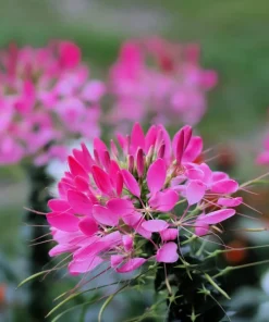 Mauve Queen Cleome Seeds - 200 Purple Pink Spider Flower Seeds - Image 10