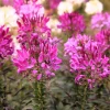 Mauve Queen Cleome Seeds - 200 Purple Pink Spider Flower Seeds - Image 1