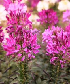 Mauve Queen Cleome Seeds - 200 Purple Pink Spider Flower Seeds - Image 1