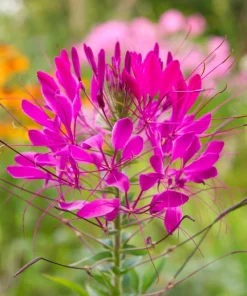 Mauve Queen Cleome Seeds - 200 Purple Pink Spider Flower Seeds - Image 2