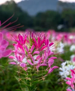 Mauve Queen Cleome Seeds - 200 Purple Pink Spider Flower Seeds - Image 3