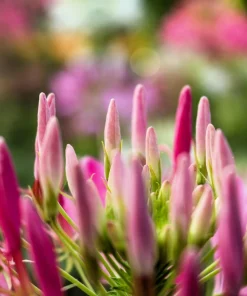 Mauve Queen Cleome Seeds - 200 Purple Pink Spider Flower Seeds - Image 4