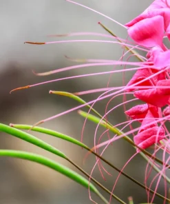 Mauve Queen Cleome Seeds - 200 Purple Pink Spider Flower Seeds - Image 5