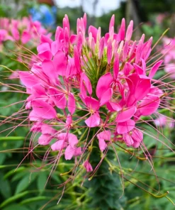 Mauve Queen Cleome Seeds - 200 Purple Pink Spider Flower Seeds - Image 6