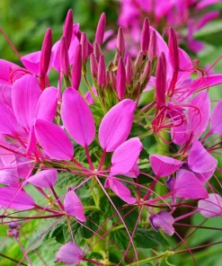 Mauve Queen Cleome Seeds - 200 Purple Pink Spider Flower Seeds - Image 7