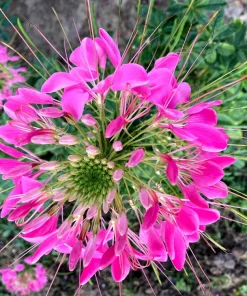 Mauve Queen Cleome Seeds - 200 Purple Pink Spider Flower Seeds - Image 8