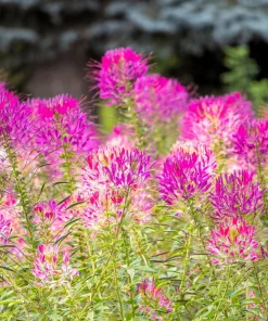 Mauve Queen Cleome Seeds - 200 Purple Pink Spider Flower Seeds - Image 9