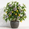 Maypop Passion Flower Live Plant - Passiflora Incarnata Vine, 4-6 Inch Tall, Perennial, Purple Flowers - Image 1