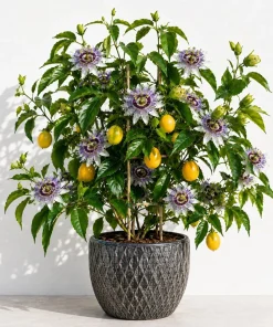 Maypop Passion Flower Live Plant - Passiflora Incarnata Vine, 4-6 Inch Tall, Perennial, Purple Flowers - Image 1
