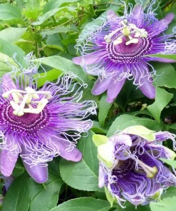 Maypop Passion Flower Live Plant – Passiflora Incarnata Vine – 4-6 Inch Tall – Edible Fruit - Image 2