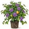Maypop Passion Flower Live Plant – Passiflora Incarnata Vine – 4-6 Inch Tall – Edible Fruit - Image 1