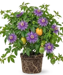 Maypop Passion Flower Live Plant – Passiflora Incarnata Vine – 4-6 Inch Tall – Edible Fruit - Image 1