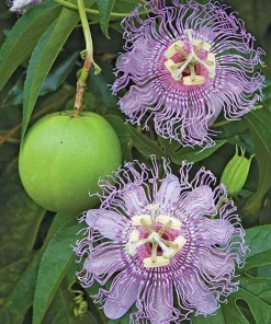 Maypop Passion Flower Live Plant – Passiflora Incarnata Vine – 4-6 Inch Tall – Edible Fruit - Image 3