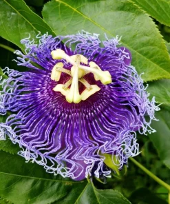 Maypop Passion Flower Live Plant – Passiflora Incarnata Vine – 4-6 Inch Tall – Edible Fruit - Image 4