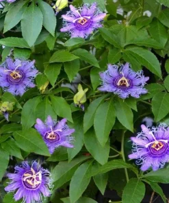 Maypop Passion Flower Live Plant – Passiflora Incarnata Vine – 4-6 Inch Tall – Edible Fruit - Image 5