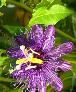 Maypop Passion Flower Live Plant - Passiflora Incarnata Vine, 4-6 Inch Tall - Image 5