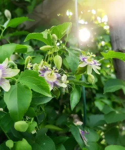 Maypop Passion Flower Live Plant – Passiflora Incarnata Vine – 4-6 Inch Tall – Edible Fruit - Image 6