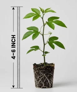 Maypop Passion Flower Live Plant – Passiflora Incarnata Vine – 4-6 Inch Tall – Edible Fruit - Image 7