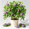 Maypop Passion Flower Live Plant - Passiflora Incarnata Vine, 4-6 Inch Tall - Image 1