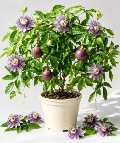 Maypop Passion Flower Live Plant - Passiflora Incarnata Vine, 4-6 Inch Tall - Image 1