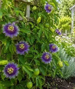Maypop Passion Vine Plant Live - Passiflora Incarnata, Purple Passion Flower, 4-6 Inch Tall, Outdoor Climbing Vine - Image 3