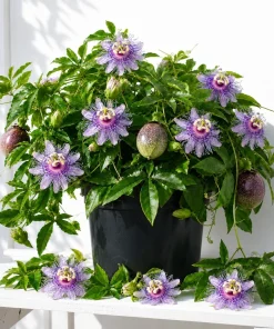 Maypop Passion Vine Plant Live - Passiflora Incarnata, Purple Passion Flower, 4-6 Inch Tall, Outdoor Climbing Vine - Image 4