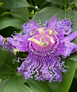 Maypop Passion Vine Plant Live - Passiflora Incarnata, Purple Passion Flower, 4-6 Inch Tall, Outdoor Climbing Vine - Image 5