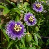 Maypop Passion Vine Plant Live - Passiflora Incarnata, Purple Passion Flower, 4-6 Inch Tall, Outdoor Climbing Vine - Image 1