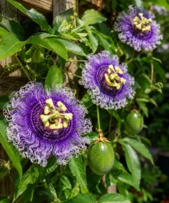 Maypop Passion Vine Plant Live - Passiflora Incarnata, Purple Passion Flower, 4-6 Inch Tall, Outdoor Climbing Vine - Image 1