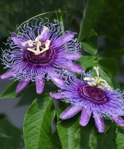 Maypop Passionflower Live Plant 4-6 Inch Tall - Purple Blooms, Edible Fruit, USDA Zones 5-9 - Image 2