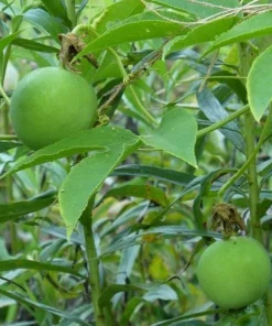 Maypop Passionflower Live Plant 4-6 Inch Tall - Purple Blooms, Edible Fruit, USDA Zones 5-9 - Image 4