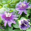 Maypop Passionflower Live Plant 4-6 Inch Tall - Purple Blooms, Edible Fruit, USDA Zones 5-9 - Image 1