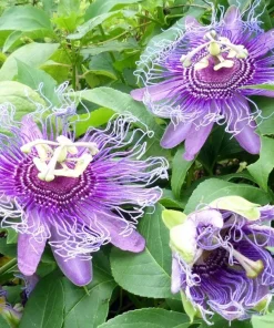 Maypop Passionflower Live Plant 4-6 Inch Tall - Purple Blooms, Edible Fruit, USDA Zones 5-9 - Image 1