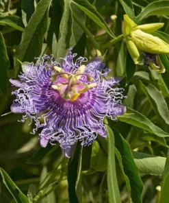 Maypop Passionflower Live Plant 4-6 Inch Tall - Purple Blooms, Edible Fruit, USDA Zones 5-9 - Image 5