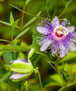 Maypop Passionflower Live Plant 4-6 Inch Tall - Purple Blooms, Edible Fruit, USDA Zones 5-9 - Image 6