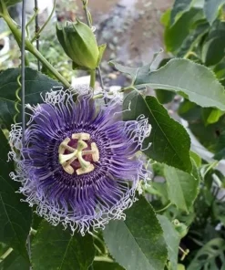 Maypop Passionflower Live Plant - Passiflora Incarnata, 4-6 Inch Tall - Image 2