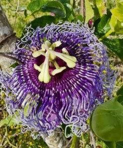 Maypop Passionflower Live Plant - Passiflora Incarnata, 4-6 Inch Tall - Image 3