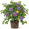Maypop Passionflower Live Plant - Passiflora Incarnata, 4-6 Inch Tall - Image 1