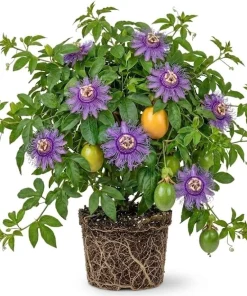 Maypop Passionflower Live Plant - Passiflora Incarnata, 4-6 Inch Tall - Image 1