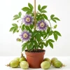 Maypop Passionflower Live Plant - Set of 2, 4-6 Inch Tall, Purple Blooms, Outdoor Vine - Image 1