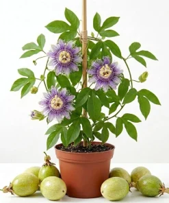 Maypop Passionflower Live Plant - Set of 2, 4-6 Inch Tall, Purple Blooms, Outdoor Vine - Image 1